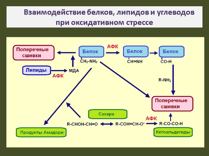 Взаимодействие белков, липидов и углеводов при оксидативном стрессе